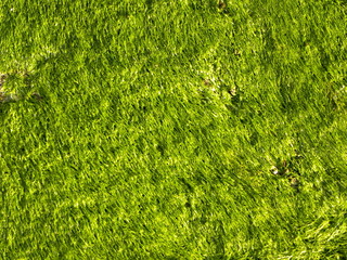 background of green grass