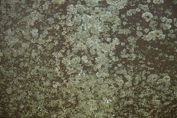 Photo rock moss background old grunge