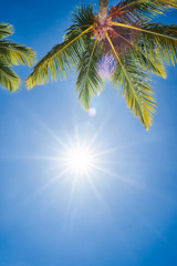 palm tree on background of blue sky