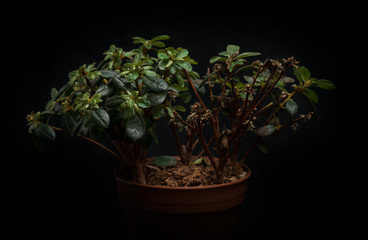 plant in pot isolated on black