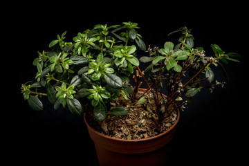 plant in pot isolated on black