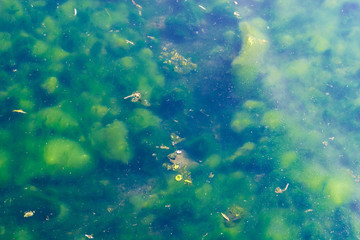 Fototapeta na wymiar Waste water with green algae.