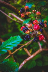 Close Up of Wild Blackberries Growing in a Forest