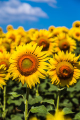 Fototapeta premium Field of sunflowers