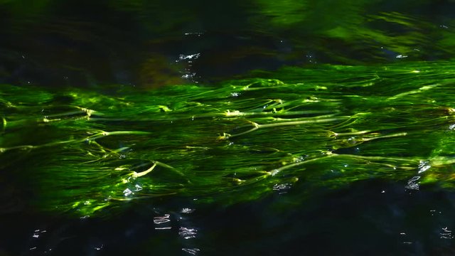 Guadalix river, Guadalix de la Sierra, Madrid, Spain, Europe