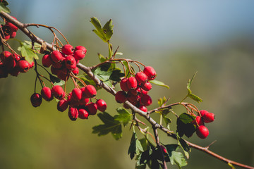 Autumn berries and fruits
