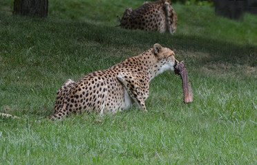 Fototapeta na wymiar Cheetah
