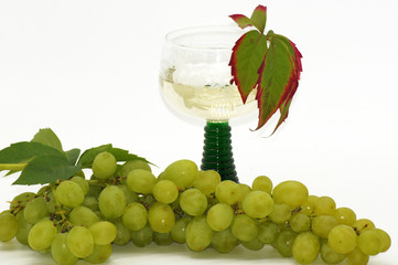 Frische Weinrebe freigestellt auf weißem Hintergrund