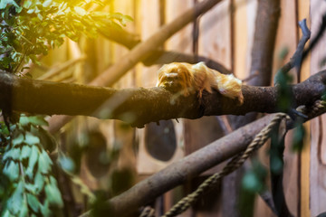 Riga National Zoological Garden, Zoo Mezaparks Riga Latvia Europe