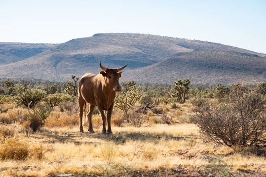 wild bull in the desert