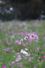 雨のコスモス