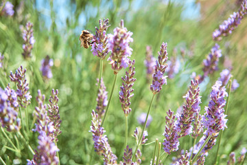 blooming lavender in a park