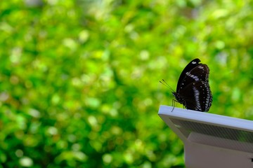 Birds perched on a solar lamp