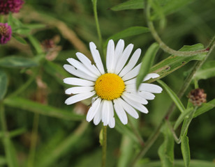 Obraz premium Leucanthemum vulgare, commonly known as the ox-eye daisy, oxeye daisy, dog daisy