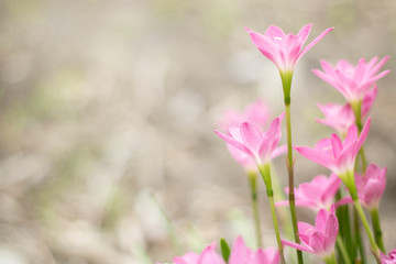 Fototapeta premium Zephyranthes rosea Lindl pink flower blurlight backgouond