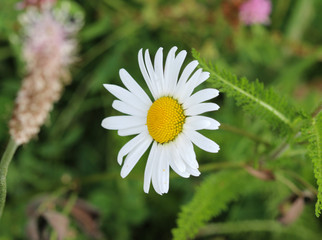 Fototapeta premium Leucanthemum vulgare, commonly known as the ox-eye daisy, oxeye daisy, dog daisy