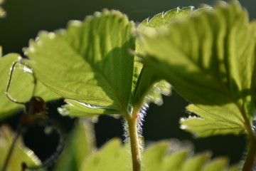 Erdbeerblätter im Gegenlicht