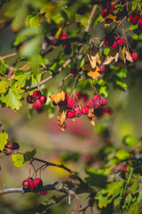 Autumn berries and fruits