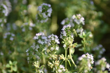 Blühender Zitronen-Thymian (Thymus citriodorus)