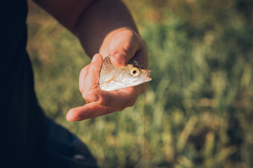 Mens hands holding a rudd fish - Scardinius erythrophthalmus -caught during fishing