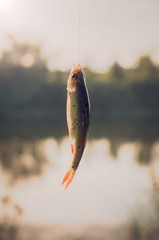 Rudd fish - Scardinius erythrophthalmus - caught during fishing on the pond