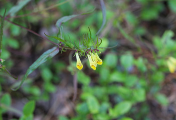 Melampyrum lineare, commonly called the narrowleaf cow wheat flower