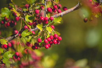 Autumn berries and fruits