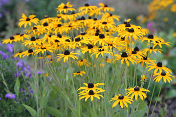 field of smart yellow rudbeckias