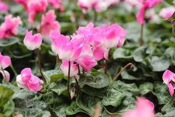 pink blossoms of cyclamen in the garden