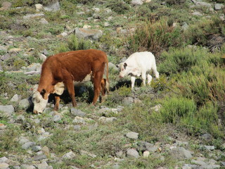 nice cows eating grass