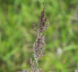 Holcus lanatus, Common names include Yorkshire fog, tufted grass, and meadow soft grass