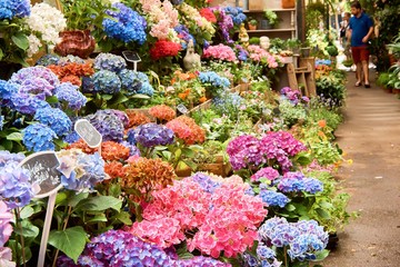 Blooming hydrangea. Floral background. Background of blooming flowers