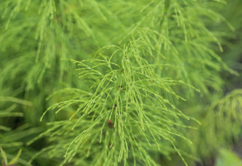 Equisetum sylvaticum, the wood horsetail, growing in the forest