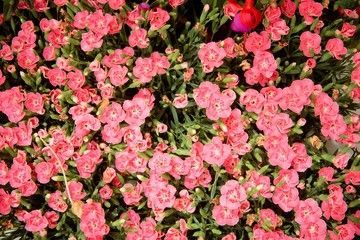 Fototapeta premium floral background. Background of blooming flowers