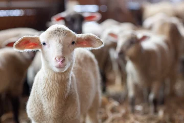 Fotobehang Lam in kudde schapen in de stal © Christian Bullinger