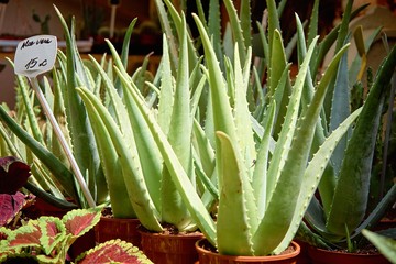 Obraz premium Aloe vera plant in pot