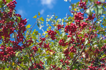 Autumn berries and fruits