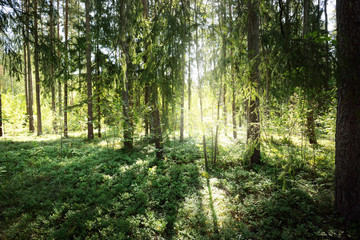 Beautiful evergreen coniferous forest on a clear autumn day. Sun rays through the branches. Finland