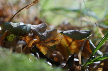 Herbstgefühle erwachen