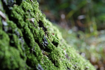 Obraz premium Waldspaziergang