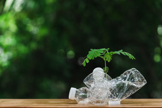 Plants inside plastic bottle  on wooden in nature background. global warming concept.