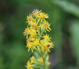 Solidago virgaurea, common called European goldenrod or woundwort