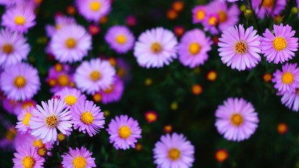 beautiful floral background of autumn flowers. santbrink asters virgin variety Amethyst color purple or violet petals.