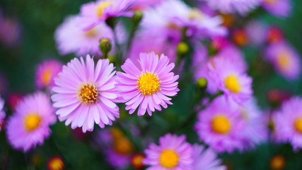 beautiful floral background of autumn flowers. santbrink asters virgin variety Amethyst color...