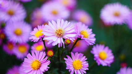 Fototapeta premium beautiful floral background of autumn flowers. santbrink asters virgin variety Amethyst color purple or violet petals.