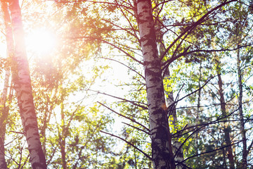 Fototapeta premium Beautiful summer forest with different trees