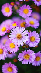 beautiful floral background of autumn flowers. santbrink asters virgin variety Amethyst color purple or violet petals.