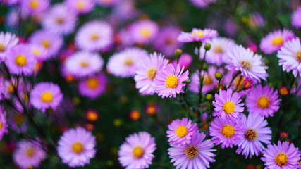beautiful floral background of autumn flowers. santbrink asters virgin variety Amethyst color purple or violet petals.