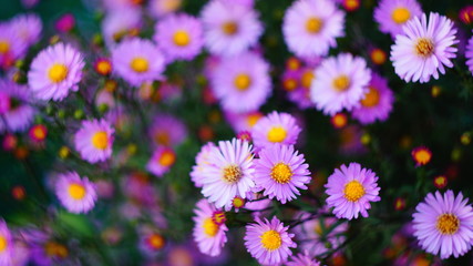 beautiful floral background of autumn flowers. santbrink asters virgin variety Amethyst color...