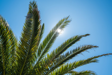 Fototapeta na wymiar Tropical palm tree leaves in summer with sunlight glinting between branches